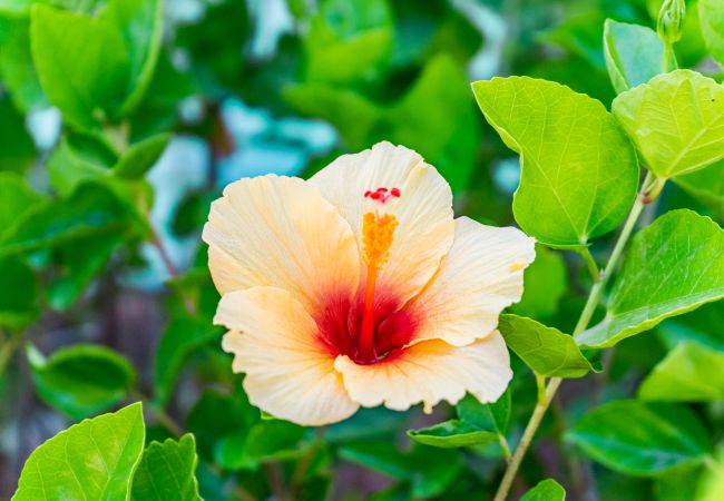 Apartment in Nueva andalucia - Cozy 2 Bedroom Apartment with Amazing Views in Nueva Andalucia  Apartment in Nueva andalucia - Cozy 2 Bedroom Apartment with Amazing Views in Nueva Andalucia